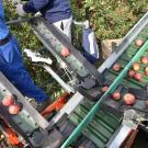 Aerial view of apple-sorting conveyors in orchard with red apples and workers' legs. (Getty Image)