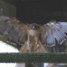Red-tailed hawk landing on a green perch, wings fully spread inside an aviary