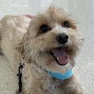 Happy small tan dog wearing a blue bandana, tongue out on sunlit speckled floor. Luna participated in a neurology clinical trial at UC Davis investigating fluorescence-guided surgery to remove canine brain tumors. UC Davis has launched a new Translational Brain Tumor Center. (Aimee Austin)