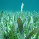 Seagrass in blueish green water scene is part of a UC Davis presentation on climate change