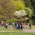 Groups of people walk along a path through a grassy area by a pond. Blossoming trees line the pond and tower over the path.