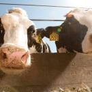 Low-angle photo of two dairy cows poking their heads through the fence toward the camera at a dairy barn.