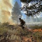 Firefighter walking through a smoky forest, managing controlled burns among tall trees. Sierra Hotshot crew member lighting a test burn on the "Pit" RX unit on Inyo National Forest, approximately 1 mile east of the Town of Mammoth Lakes, CA. on October 3, 2023. (USDA Forest Service Photo By Lisa Cox)