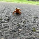 A orange-amber colored,  rough-skinned newt crawls on pavement with its cute face facing camera