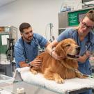 Two UC Davis Veterinary Medicine students handle a golden retriever in a clinical setting