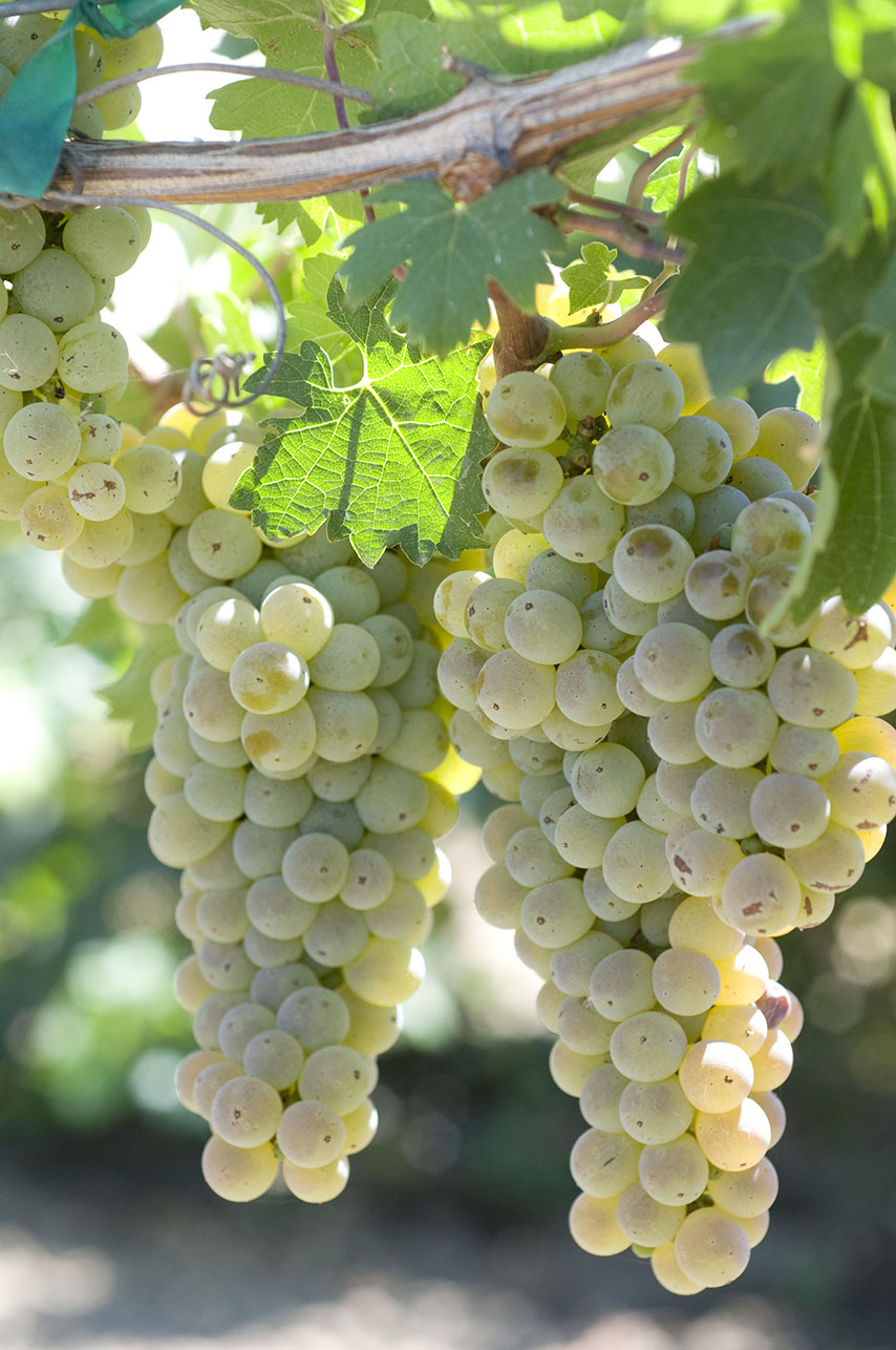 white grape