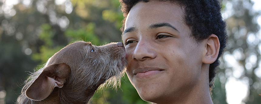 Dog kissing boy